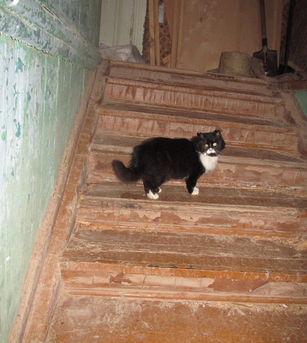 кот ведёт вверх по лестнице